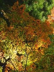森の秋
