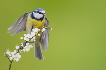 The Eurasian blue tit (Cyanistes caeruleus) is a small passerine bird in the tit family.