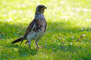 Fototapeta premium a fieldfare, turdus pilaris with speckled plumage collect worms for the young birds 