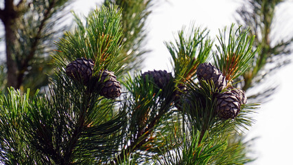 the cones from a swiss stone pine, pinus cembra, on the twigs in summer