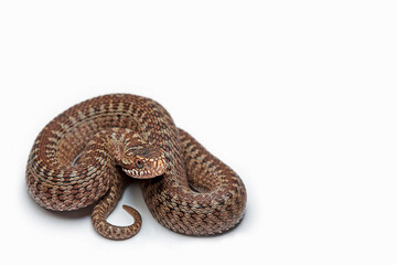 Snake, Cut Out, White Background, Water Snake, Garter Snake