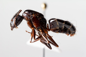 Camponotus aethiops queen
