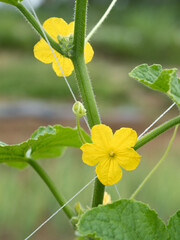 キュウリの雄花