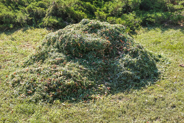heap of trimmed green grass. Pile of mown lawn grass in the spring garden. A pile of fresh hay