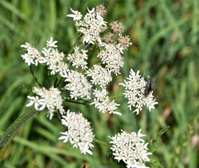 Waldengelwurz mit Fliege