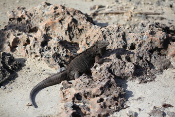 Iguana and rocks