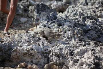 Iguana and rocks