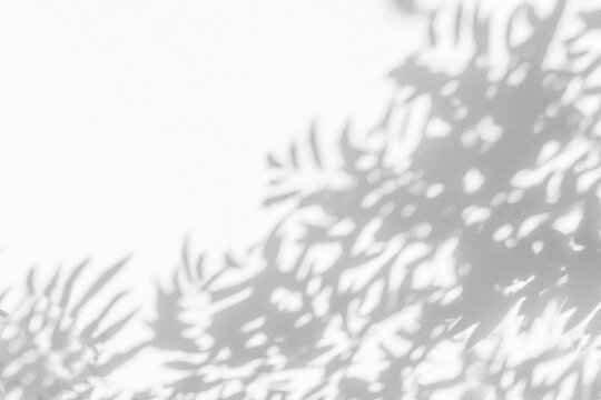 Abstract plant leaf shadow and sunlight blurred background.