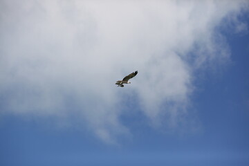 Bird in the sky 