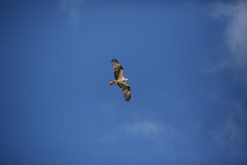 Bird in the sky 