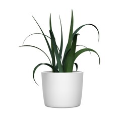 Green plant in a pot on a white background. 3d rendering