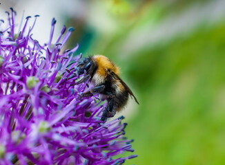 Bumblebee on a flower of Indian bow closeup