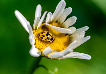 Yellow "ladybug" on Daisy closeup