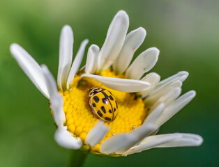 Yellow "ladybug" on Daisy closeup