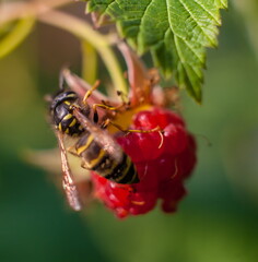 Wasp on raspberry closeup