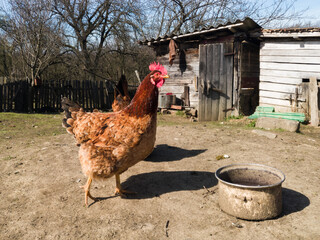 The hen walks across the yard against chicken house during sunny day.