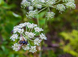 Fly on a white flower close-up