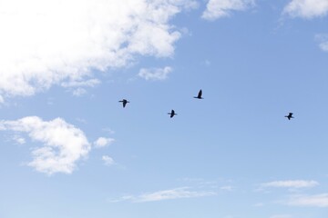 Three sea birds flying in blue sky
