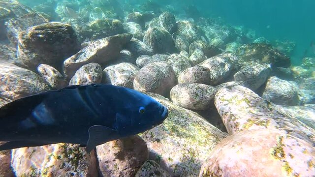 Slow-motion video of colorful fish swimming in the crystal-clear water, Sydney Australia