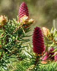 pine cones on a branch