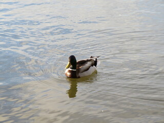 Naklejka premium animal bird bird swim pen colors water fly