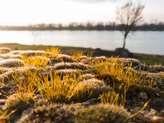 Moss with sporophytes on concrete wall during sunny evening in spring season.