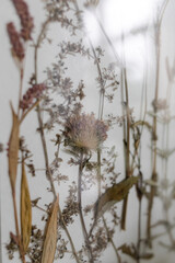 Obraz premium Herbarium of dried different plants and flowers placed under a glass for beauty as a keepsake. Decoration and decor for a cozy home.