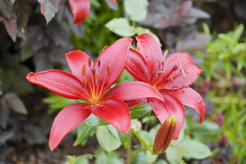 Fototapeta premium lilies