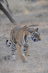 Obraz na płótnie Canvas Indian tiger