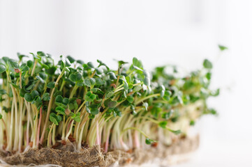 Fototapeta na wymiar green young sprouts of microgreen radish grown at home on a linen rug, home micro farm