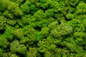 green moss background texture Wallpaper - 362324762