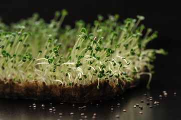 microgreen sprouts of chia black seeds grown on a linen rug at home, gray dark background