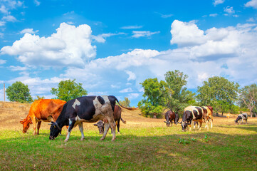Herd of Cows Grazing in the Summer . Rustic Scenery with Domestic Animals 