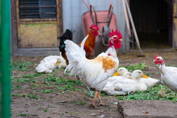 Poultry yard. Naked Neck breed of chicken in farm, it is naturally devoid of feathers on its neck and vent. White ducks.