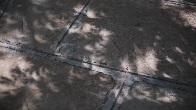 crescent shaped shadows through leaves in breeze from partial solar eclipse