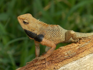  Dragon lizard