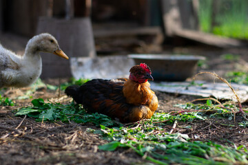 Poultry yard, young poultry.