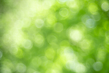 Abstract nature light of green leaf in garden using as background cover page