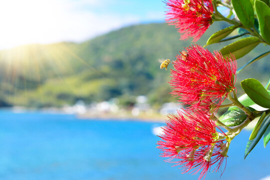 Honey bees over Pohutukawa red flowers blossom on a fine summer day by the sea.