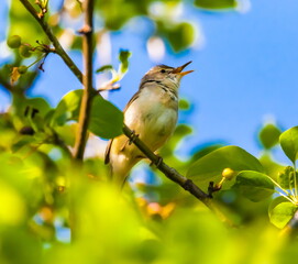 Nightingale bird on an Apple tree branch in summer