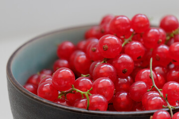 Frish red currant berries group in black jar