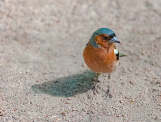 Bird Finch (male) close-up on the background of sandy soil in summer