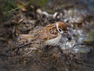 Bird Sparrow on the ground in summer