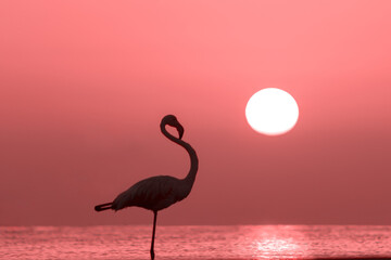 A beautiful lonely flamingo stands in a lagoon against a background of golden sunset and bright big sun
