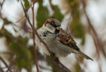 Bird Sparrow on a branch in a city Park in autumn