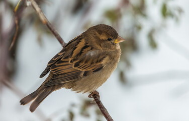 Bird Sparrow on a branch in a city Park in autumn