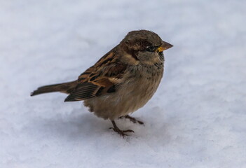 Bird Sparrow on a branch in a city Park in autumn