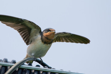 羽ばたくツバメ