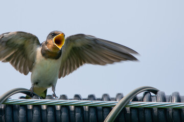 羽ばたくツバメ