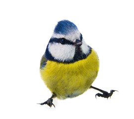 blue titmouse (Parus caeruleus) in various dynamic poses associated with natural behavior. Isolated...